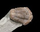 Flexicalymene Trilobite From Indiana #5606-3